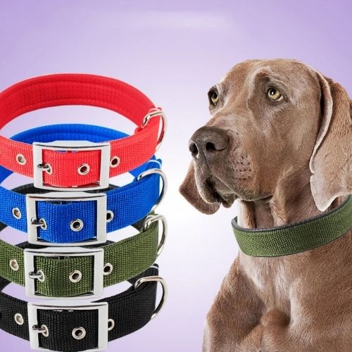 Collier chien-Nylocol™ : Ce collier chien en nylon de couleur verte militaire s'harmonise avec le pelage marron de votre Braque de Weimar. Avec une multitudes de couleurs qui conviendra au tempérament de votre toutou.