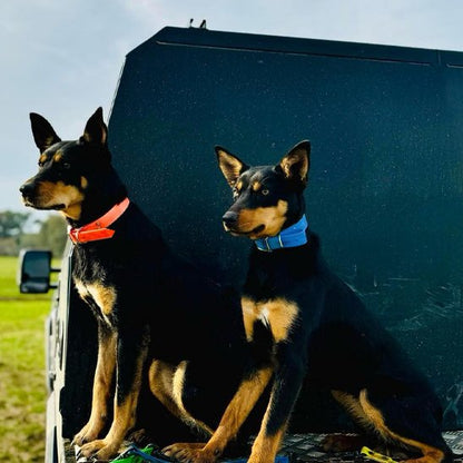 Deux chiens type kelpie australien assis côte à côte, collier chien en biothane rouge et bleu.