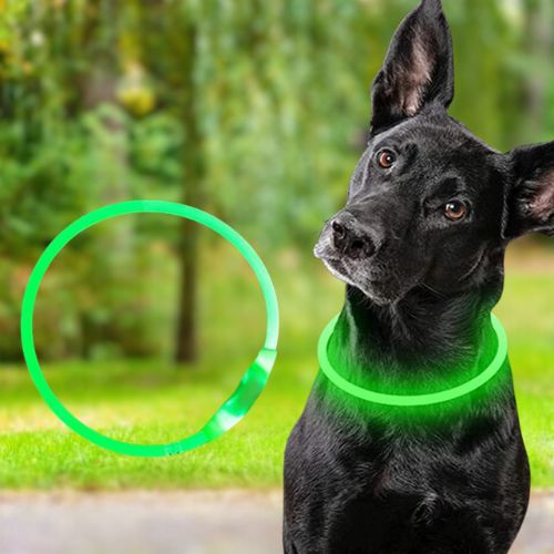 Un dobermann en toute sécurité au crépuscule avec son collier lumineux chien vert bien visible.
