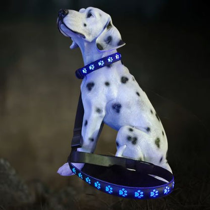Ce dogue allemand assis dans l'obscurité porte  un collier chien lumineux de couleur bleu très visible.