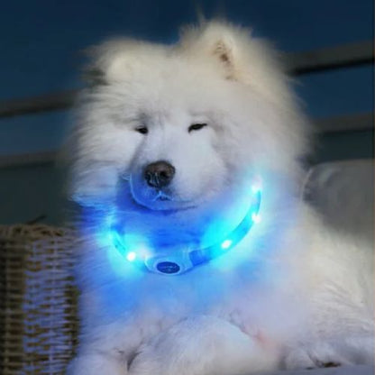 Ce jeune garenne portugais couché au salon avec un collier lumineux chien visible de couleur bleu