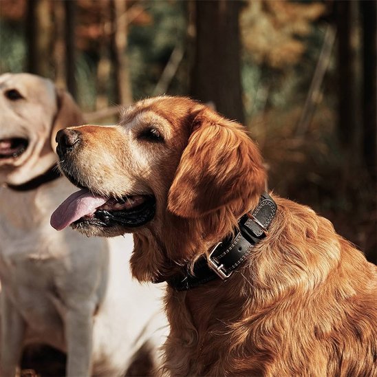Golden Retriever dans les bois avec un collier pour chien en cuir noir robuste.