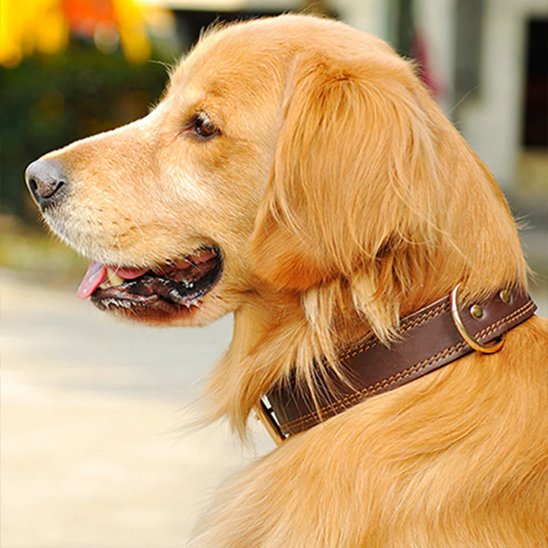 Golden Retriever portant un collier pour chien en cuir marron robuste et élégant.