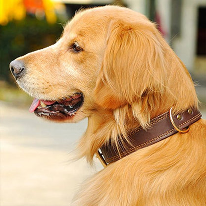Golden Retriever portant un collier pour chien en cuir marron robuste et élégant.