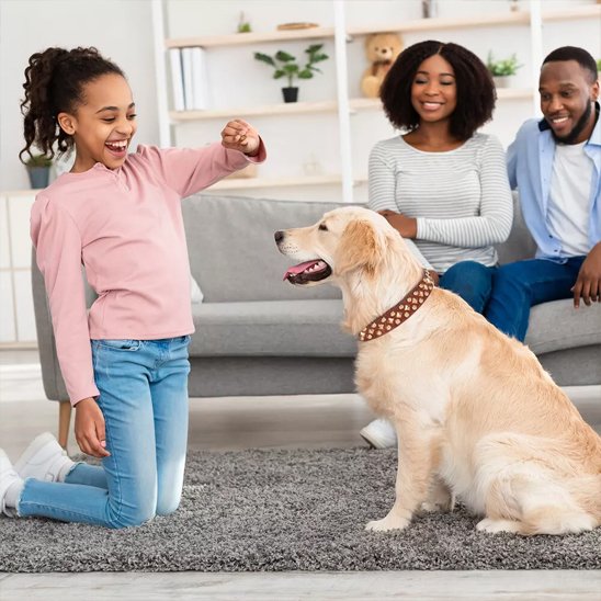 Golden retriever avec un collier pour chien en cuir marron StyleSécure jouant avec une famille.