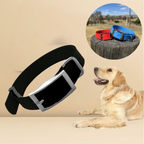 Golden retriever allongé portant un collier chien en biothane noir, avec deux modèles rouge et bleu présentés en arrière-plan.