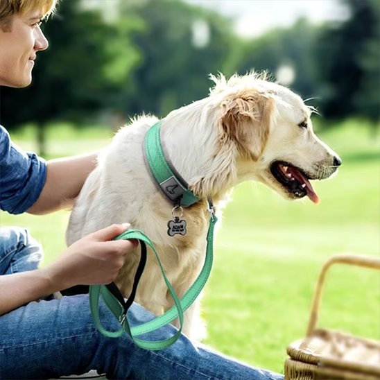 Golden Retriever assis dans un parc, portant un collier chien vert avec laisse assortie, à côté de son maître.