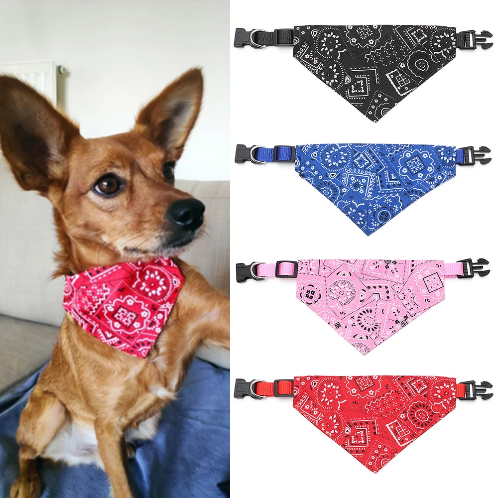 Collier chien-FoulardBTR™ : Ce chihuahua porte fièrement son collier chien avec bandana rouge de taille S dans un confort optimal posé au salon. Différentes couleurs Noire, Bleue, Rose et Rouge 