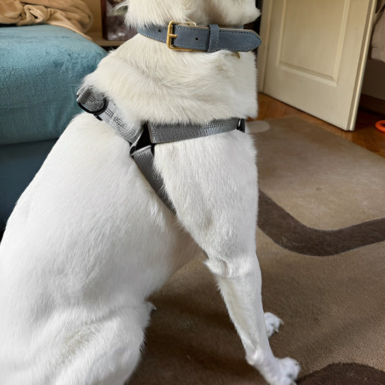 Ce chien au pelage blanc est assis sur la moquette avec son harnais chien en nylon de couleur grise