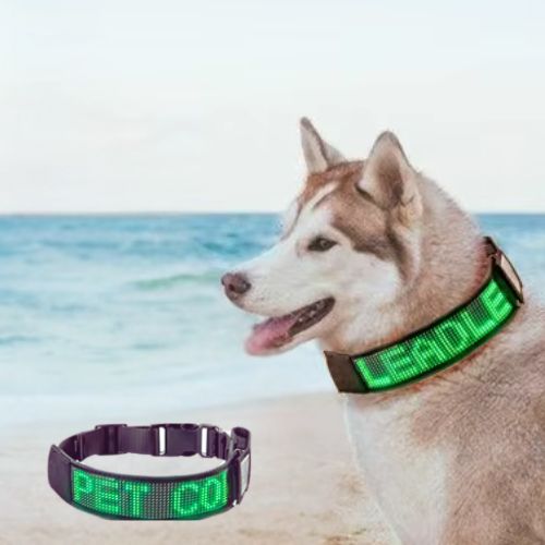 Ce husky au bord de la mer porte un collier chien lumineux, visible et personnalisable avec son nom là-dessus 