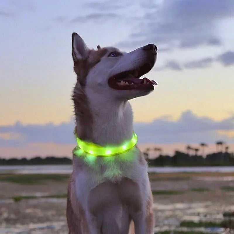 Ce Husky labrador assise au bord de la route avec son collier lumineux chien visible le soir de couleur vert