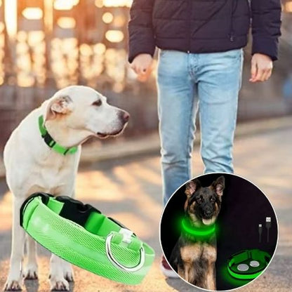 Ce propriétaire promène son husky qui porte un collier lumineux chien vert bien visible dans la journée comme la nuit.