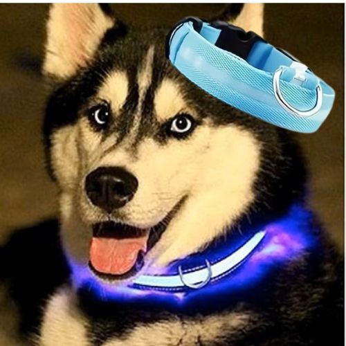 Ce chien Husky porte fièrement un collier lumineux chien de couleur bleue bien visible dans l'obscurité.