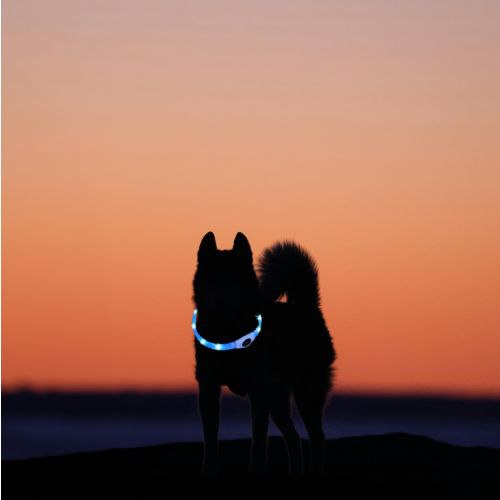  Ce husky est visible dans le noir grâce à son collier lumineux chien de couleur bleu
