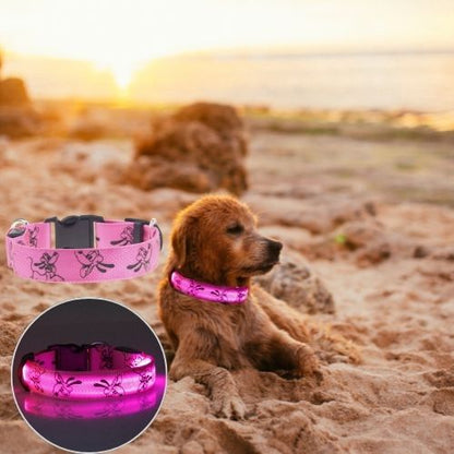Ce Jack-A-Poo admire le coucher du soleil au bord de la mer avec à son cou un collier lumineux pour chien de couleur rose.