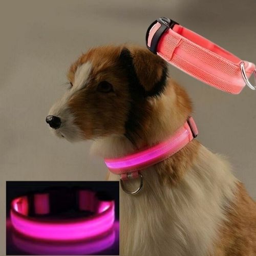 Ce Jack Russell terrier porte un collier lumineux chien bien visible dans le noir de couleur rose présenté jour et nuit.