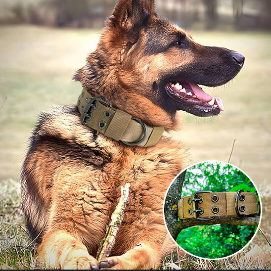 Collier chien-EnduroBelt™ : Ayez plus de contrôle sur votre toutou avec ce collier chien en nylon de couleur vert militaire conçus pour les chiens puissants comme ce berger allemand