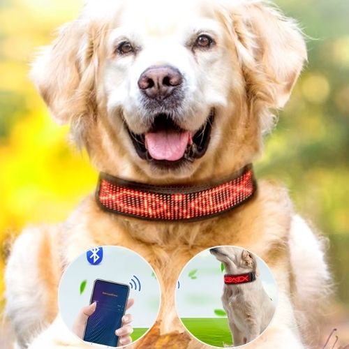 Le labrador est allongé en plein air, porte un collier chien lumineux, visible et personnalisable avec le nom du chien.