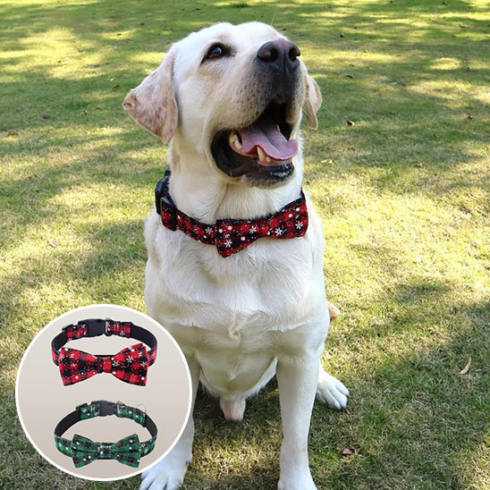 Ce labrador, assis sur le gazon au parc, tout heureux, portant fièrement son collier pour chien au motif écossais de couleur rouge avec nœud papillon aussi disponible en couleur verte.