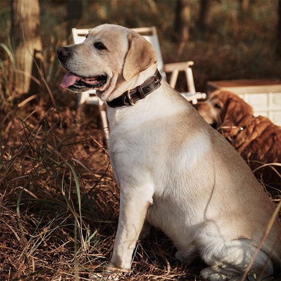Labrador beige assis dans la forêt portant un collier pour chien en cuir marron.
