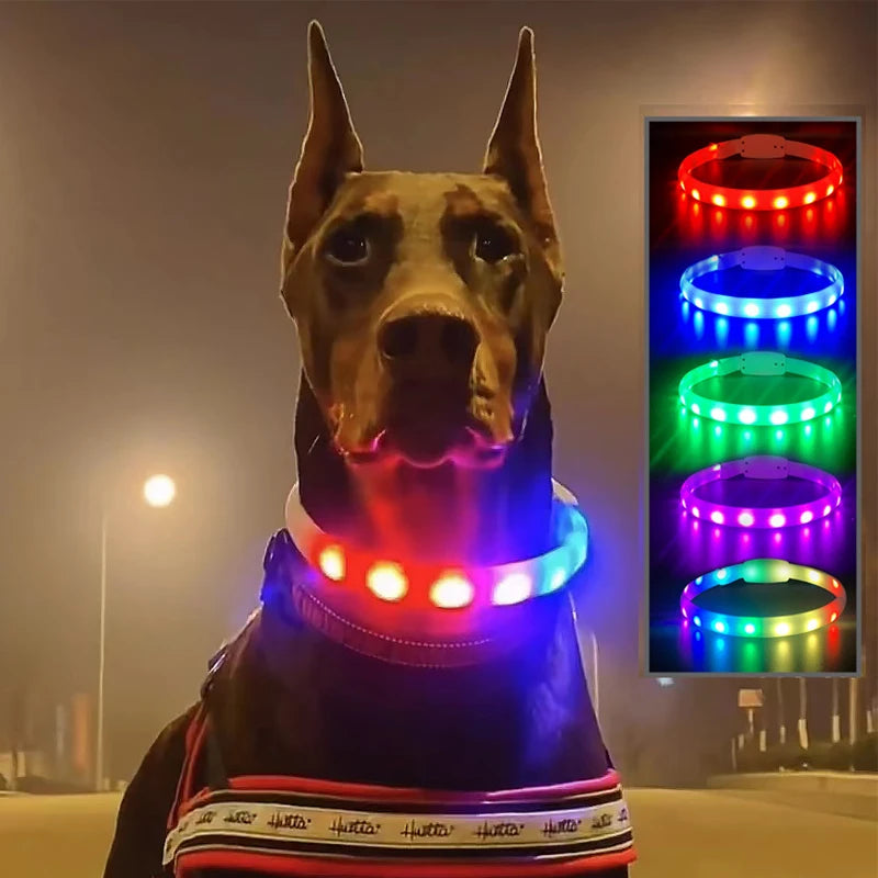 Un chien labrador brille dans le noir en ville avec son collier lumineux pour chien