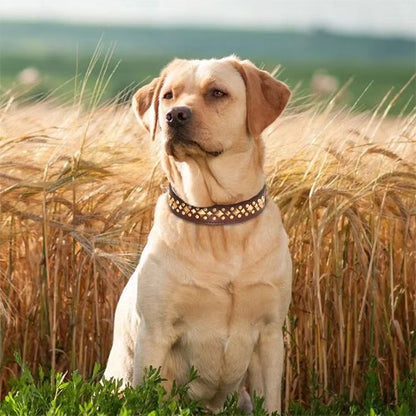 Chien beige portant un collier pour chien en cuir marron StyleSécure dans un champ.