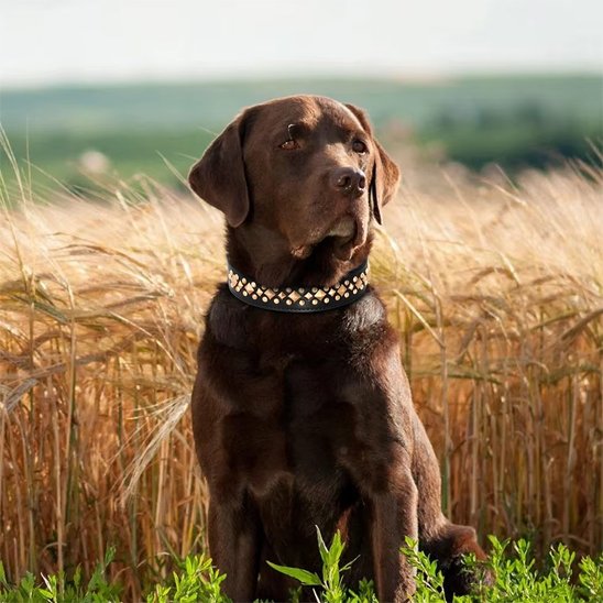 Labrador chocolat portant un collier pour chien en cuir noir StyleSécure dans un champ.