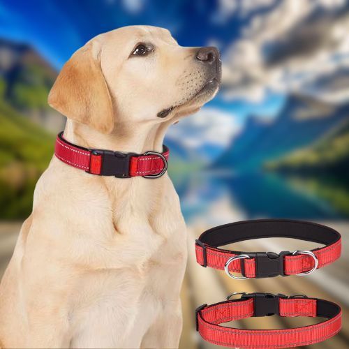 Ce Labrador porte fièrement son collier pour chien nylon réfléchissant la nuit, assis dans le parc.