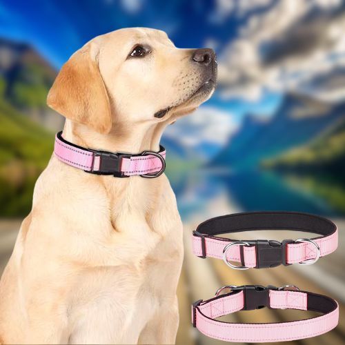 Ce Labrador porte fièrement son collier pour chien nylon réfléchissant de couleur rose, assis dans le parc.