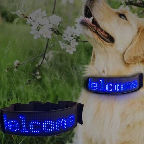 Ce labrador dans le jardin sous la pluie porte un collier chien lumineux, visible et personnalisable avec son nom là-dessus.