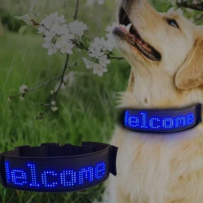 Ce labrador dans le jardin sous la pluie porte un collier chien lumineux, visible et personnalisable avec son nom là-dessus.