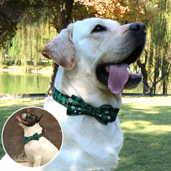 Ce labrador est détendu et tout content au parc avec son collier pour chien au motif écossais de couleur verte avec nœud papillon.