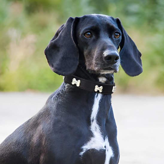 Labrador noir porte son collier pour chien en cuir noir, boucle sandre, en plein air.