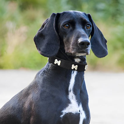 Labrador noir porte son collier pour chien en cuir noir, boucle sandre, en plein air.