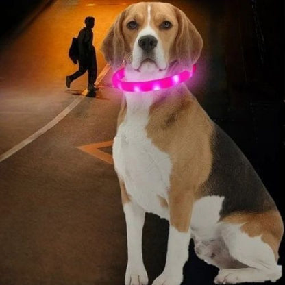 Ce labrador, assis au bord de la route, porte un collier lumineux chien rose, parfaitement visible pour les passants. 