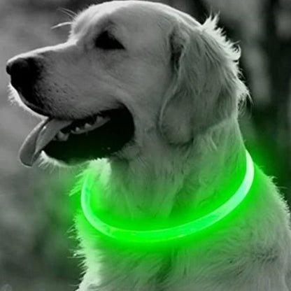 Le labrador porte fièrement son collier lumineux chien, bien visible dans le noir de couleur verte, est posé tranquillement en plein air.