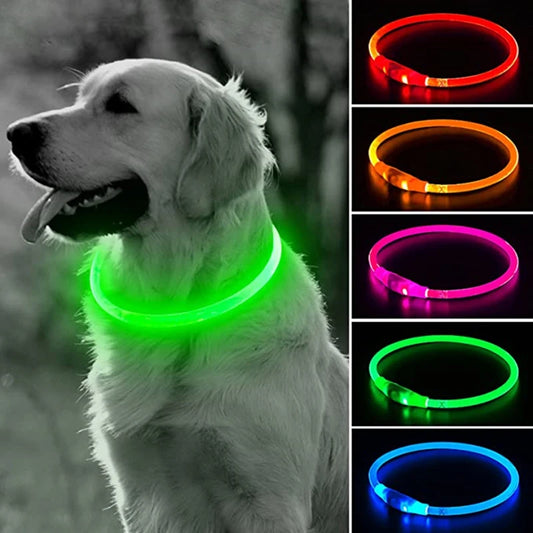 Un labrador en toute sécurité au crépuscule avec son collier lumineux chien de couleur vert bien visible, le modèle existe aussi en d'autres couleurs.