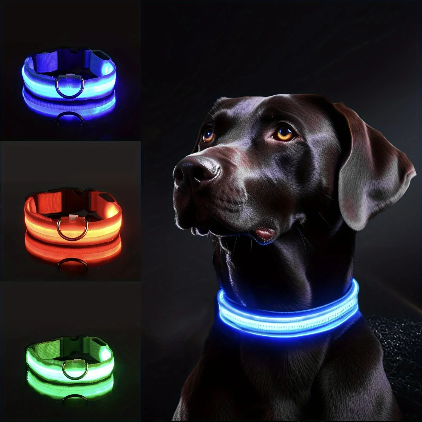 Le labrador est en sécurité, porte son collier lumineux chien bleu bien visible dans le noir, disponible aussi en vert et rose. 
