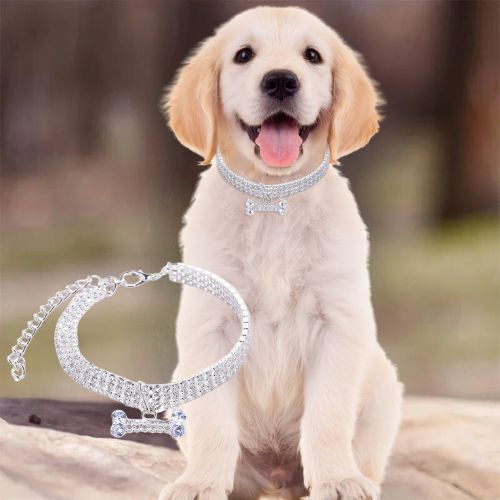 Ce mignon petit labrador , assis au parc avec à son cou son magnifique collier chien en cuivre de couleur argentée orné de strass étincellent et un pendentif brillant en forme d’os