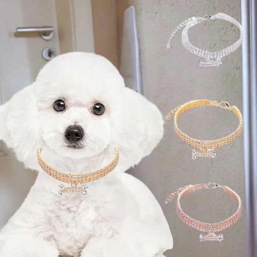 Ce mignon petit bichon au pelage blanc allongé près de la porte avec à son cou son collier chien en cuivre de couleur dorée orné de strass étincellent et d’un pendentif brillant en forme d’os