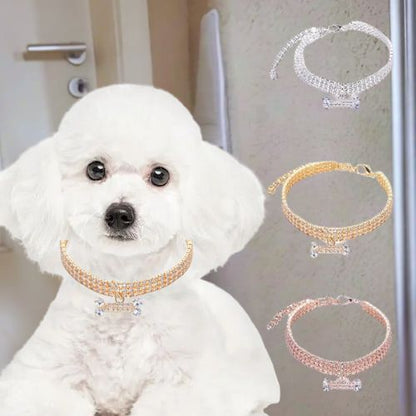 Ce mignon petit bichon au pelage blanc allongé près de la porte avec à son cou son collier chien en cuivre de couleur dorée orné de strass étincellent et d’un pendentif brillant en forme d’os