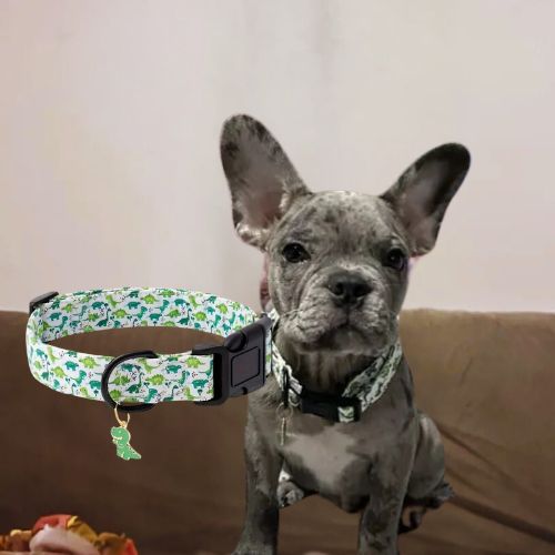 Ce petit bouledogue français, assis, tranquillement avec son collier chien de couleur verte, au motif de dinosaures avec un pendentif en dinosaure.