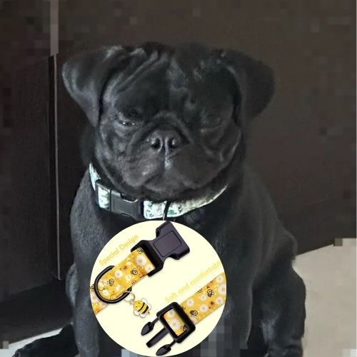 Ce collier chien au motif de dinosaures et un pendentif en métal en forme de dinosaures, apporte une touche de style à ce petit carlin avec sa fourrure noire.