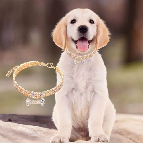 Ce mignon petit labrador, assis dans le jardin, avec à son cou un mignon collier chien en cuivre de couleur dorée et très confortable orné de strass étincellent et un pendentif brillant en forme d’os.
