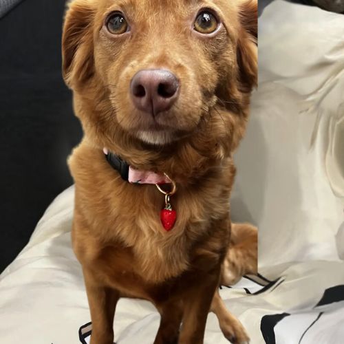 Ce petit loulou est stylé avec son collier chien de couleur rose, avec des motifs de fruits et le pendentif en forme de fraises rouge.
