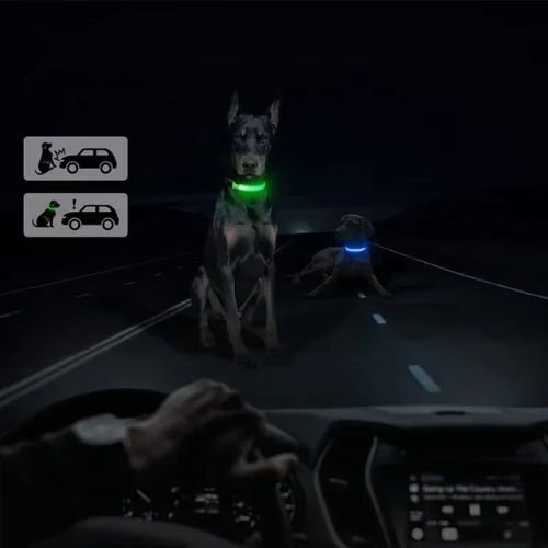 Cette image illustre la sécurité qu’offre le collier lumineux chien à ce Labrador et à ce Dobermann, assis au bord de la route et bien visibles des conducteurs. 