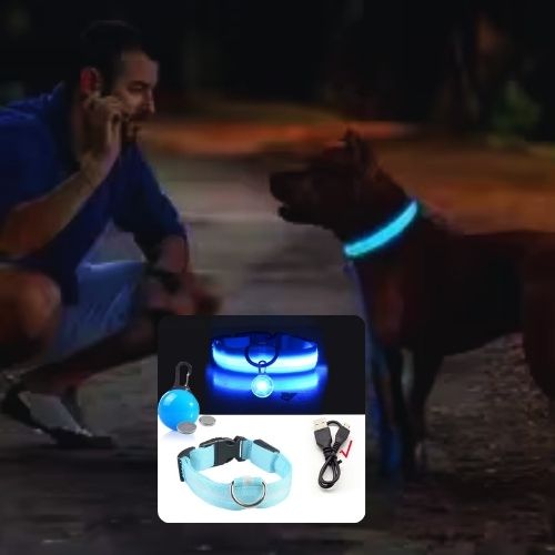 Le maître est accroupi près de son doberman qui porte le collier lumineux pour chien de couleur bleu