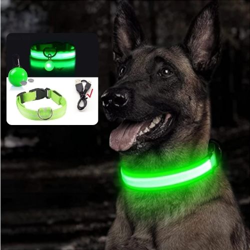 Ce malinois porte un collier lumineux pour chien de couleur verte visible dans le noir