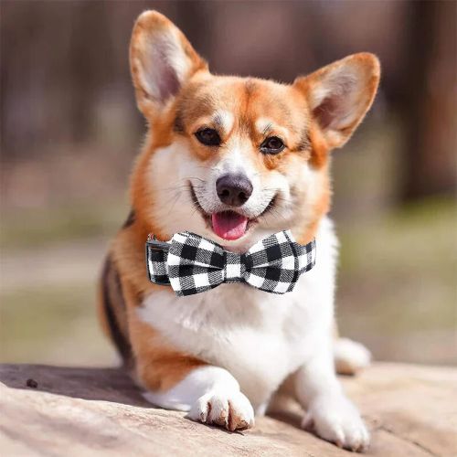 Ce mignon Welsh Corgi est allongé au jardin avec son collier pour chien de couleur (blanc)-noir avec motif écossais et nœud papillon.