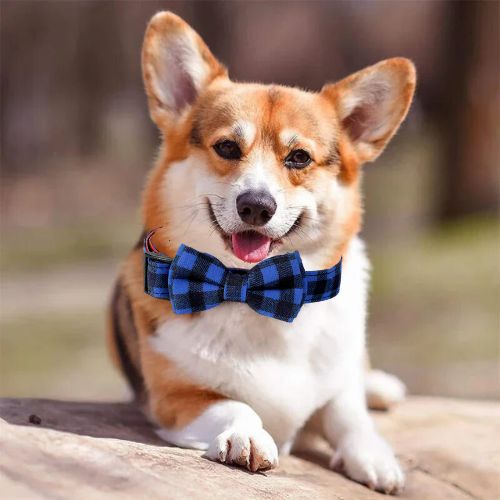 Ce mignon Welsh Corgi est allongé au jardin avec son collier pour chien de couleur (bleu)-noir avec motif écossais et nœud papillon.